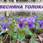 Весняна толока - 2023